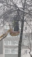 В детском саду спиливают деревья В детском саду спиливают деревья.
